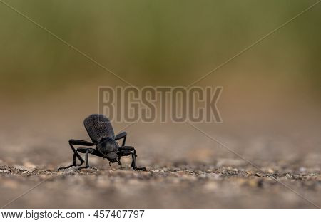 Large Beetle Walks Across Paved Tram Road In Mesa Verde National Park