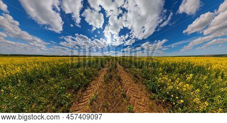 Blooming Canola Field With Tractor Gauge And Blue Sky With White Clouds - Ultrawide Panorama In Rect