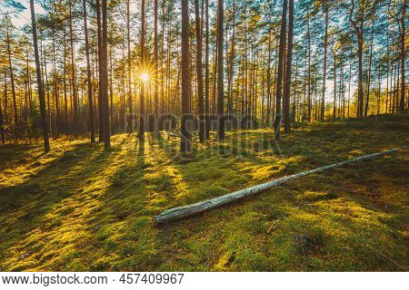Belarus. Beautiful Sunset Sunrise Sun Sunshine In Sunny Summer Coniferous Forest. Sunlight Sunrays S