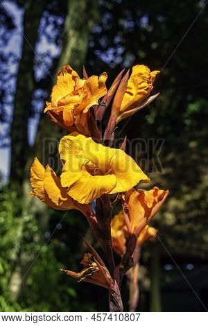Canna Indica, Known As Indian Shot, African Arrowroot, Edible Canna, Purple Arrowroot Or Sierra Leon