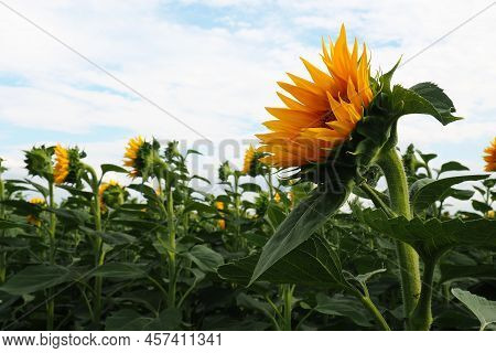 Sunflower Helianthus Asteraceae, Serbian Agriculture. Sunflowers Field