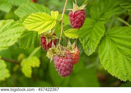Delicious Raspberries Ripen On The Bush. Ripe Raspberries. Ripe Red Berries. Bright Raspberries On A