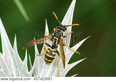 Dorsal Closeup On The European Paper Wasp, Polisted Dominula Sitting On A Thistle Leaf In The Garden
