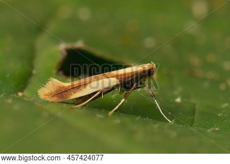 Detailed Closeup On A Tiny Yellow-triangle Slender Moth, Caloptilia Alchimiella, Sitting On A Green 
