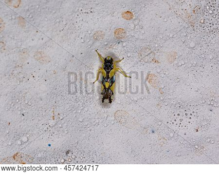 Adult Brazilian Leafhopper Of The Species Protalebrella Brasiliensis