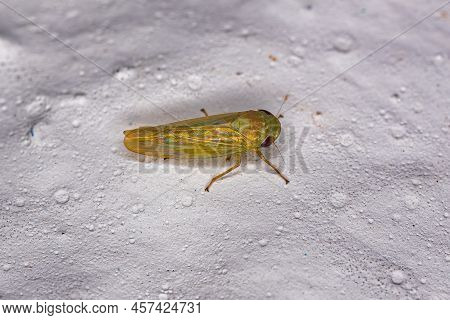 Small Adult Typical Leafhopper Of The Tribe Pendarini