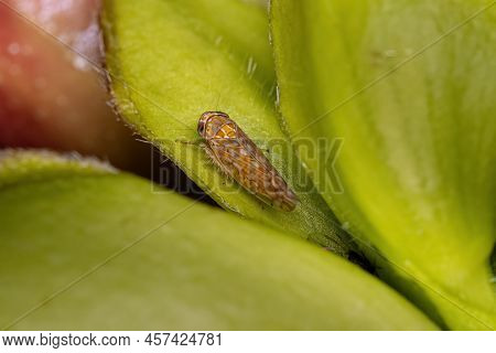 Adult Typical Leafhopper Of The Tribe Athysanini