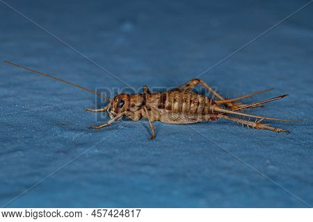 Female Field Cricket Of The Genus Gryllodes