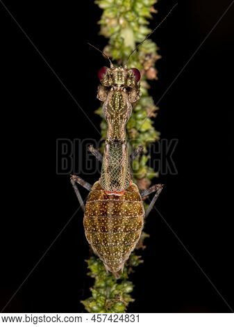 Acontistid Mantis Nymph Of The Genus Acontista