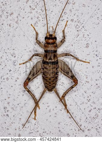 Male Field Cricket Of The Genus Gryllodes