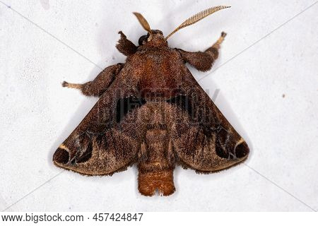 Adult Male Moth Insect Of The Genus Semyra