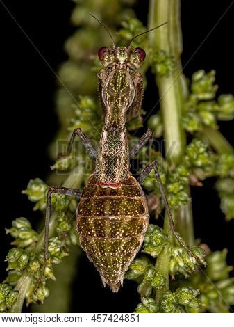 Acontistid Mantis Nymph Of The Genus Acontista