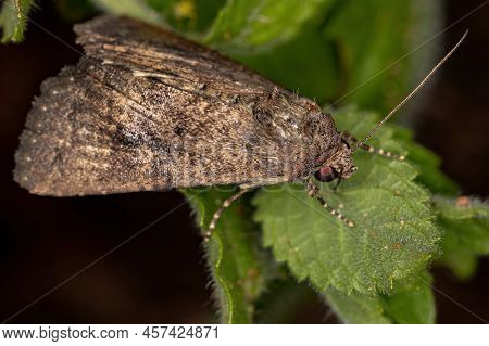 Adult Cutworm Moth Of The Family Noctuidae
