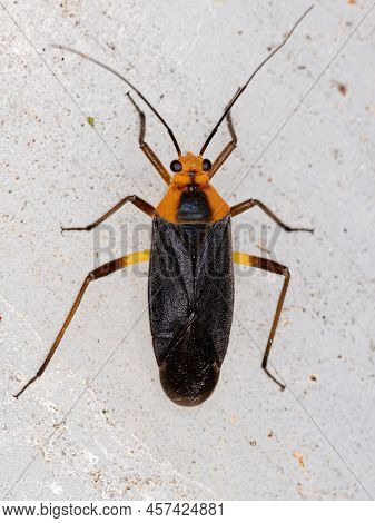 Adult Plant Bug Of The Species Prepops Flavoniger