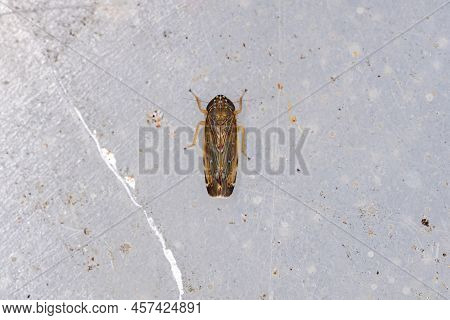 Small Adult Typical Leafhopper Of The Genus Planicephalus