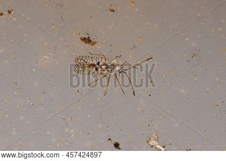 Small Lace Bug Of The Family Tingidae