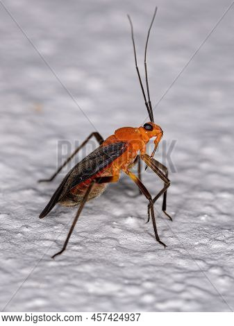 Adult Plant Bug Of The Species Prepops Tucumanensis