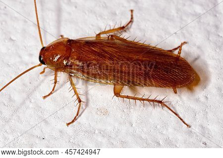Adult Wood Cockroach Of The Family Ectobiidae
