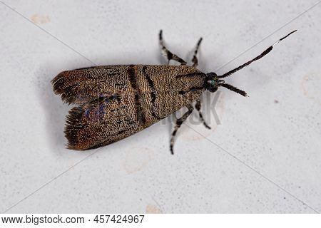 Adult Metalmark Moth Of The Genus Tortyra