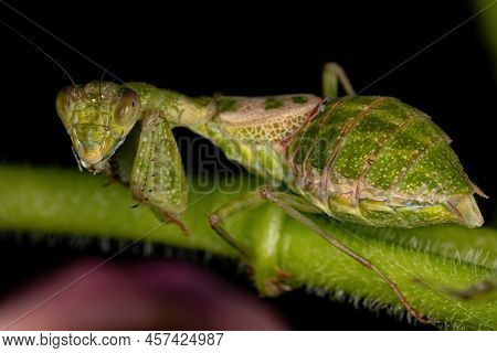 Acontistid Mantis Nymph Of The Genus Acontista