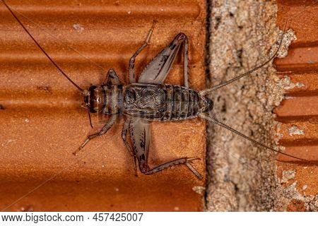 Male Field Cricket Of The Genus Gryllodes