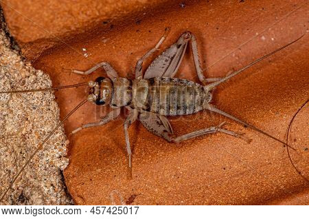 Male Field Cricket Of The Genus Gryllodes