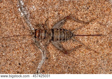 Female Field Cricket Of The Genus Gryllodes