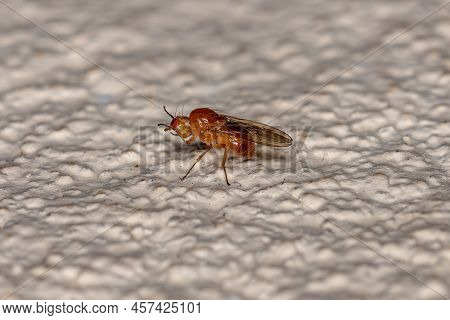 Adult Acalyptrate Fly Of The Zoosubsection Acalyptratae