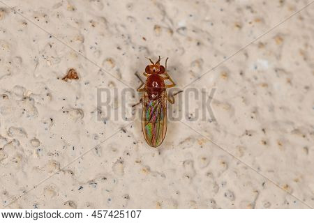 Adult Acalyptrate Fly Of The Zoosubsection Acalyptratae