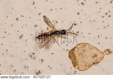 Adult Flat Wasp Of The Family Bethylidae