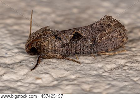 Adult Grass Tubeworm Moth Of The Genus Acrolophus