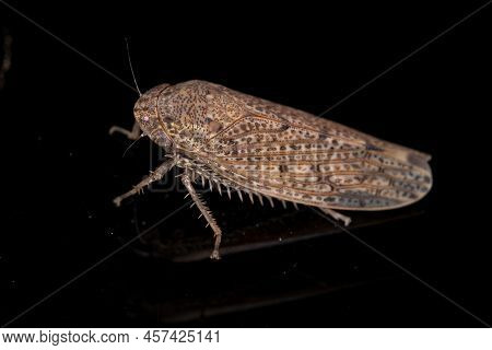Small Typical Leafhopper Of The Tribe Gyponini