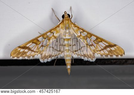 Adult Orange Epipagis Moth Of The Species Epipagis Fenestralis