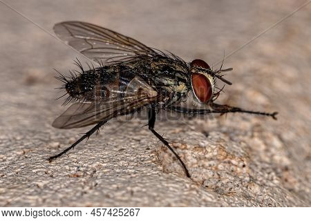 Adult Bristle Fly Of The Family Tachinidae