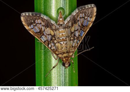 Adult Orange Epipagis Moth Of The Species Epipagis Fenestralis