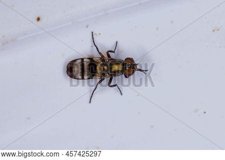 Adult Picture-winged Fly Of The Family Ulidiidae