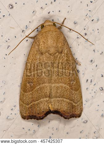 Adult Wavy Lined Mallow Moth Of The Species Bagisara Repanda