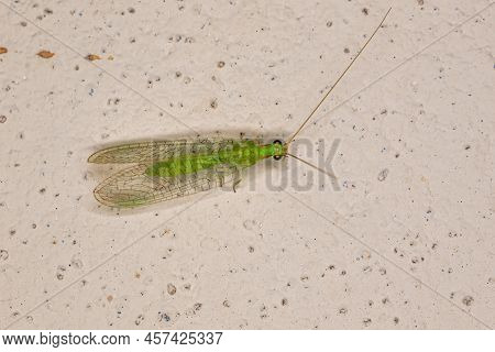 Adult Typical Green Lacewing Of The Genus Ceraeochrysa