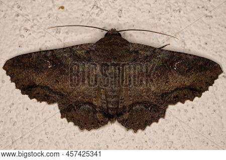 Adult Underwing Moth Of The Genus Zale