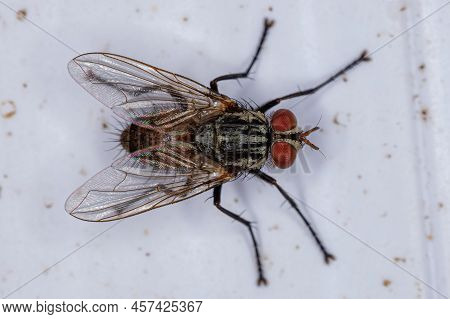 Adult Bristle Fly Of The Family Tachinidae