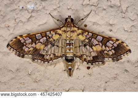 Adult Assembly Moth Of The Species Samea Ecclesialis