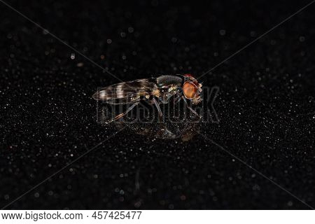 Adult Picture-winged Fly Of The Family Ulidiidae