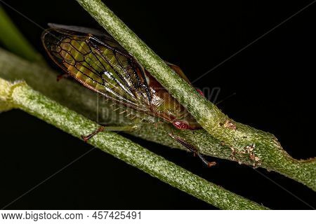 Adult Typical Leafhopper Of The Tribe Gyponini