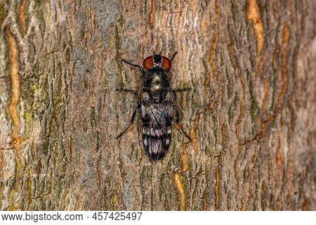 Adult Picture-winged Fly Of The Family Ulidiidae