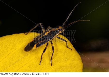 Adult Plant Bug Of The Species Prepops Cruciferus