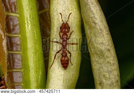 Adult Female Twig Ant Of The Genus Pseudomyrmex