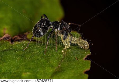 Adult Jumping Spider Of The Genus Sarinda That Mimics Carpenter Ants Of The Genus Camponotus Preying