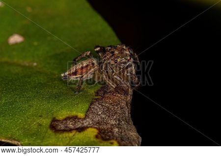 Small Jumping Spider Of The Genus Freya