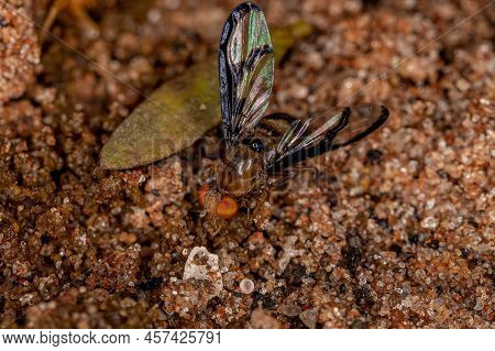 Adult Picture-winged Fly Of The Genus Xanthacrona Exploring Feces On The Floor