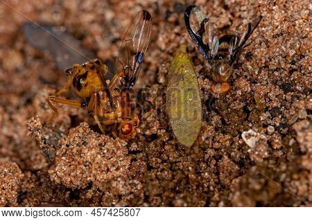 Adult Picture-winged Fly Of The Genus Xanthacrona And A Adult Signal Fly Of The Genus Coilometopia E